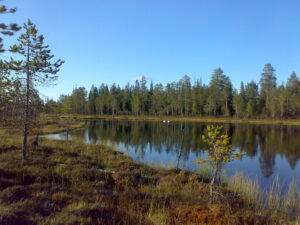Kaksi joutsenta lammella